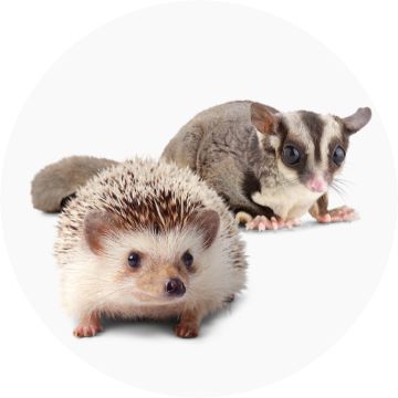 Brown & White Hedgehog and Sugar Glider