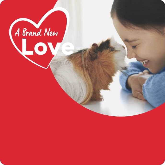 A Brand-New Love for your small pet