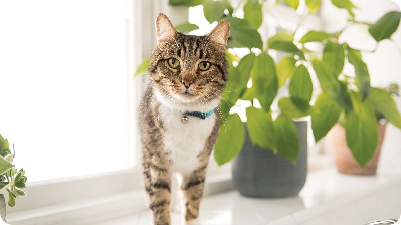 cat on window with plants in the background