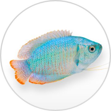 Petsmart coupons fish tank sale