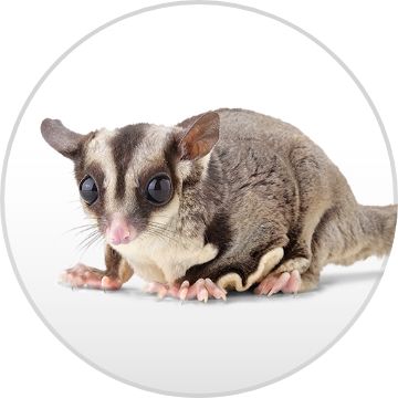 Sugar best sale glider petsmart