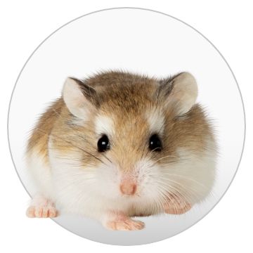 Versele Laga Crispy Muesli Hamster & Co 400g/1.0kg – 88 Pets Mart