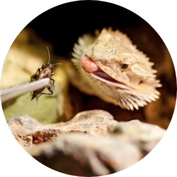 Bearded dragon supplies for sale sale