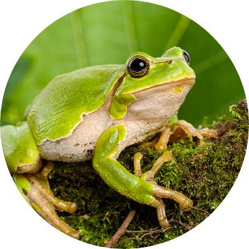 Small tree frog on moss covered stone