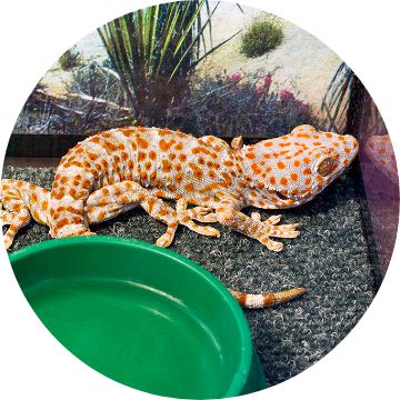 Petsmart lizards clearance