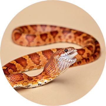 King store snake petsmart