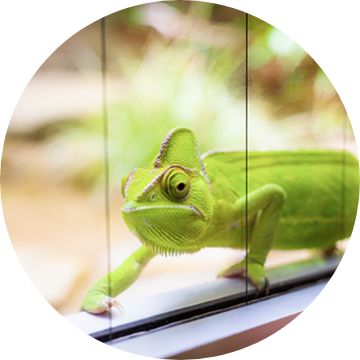 Petsmart store reptile carpet