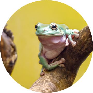 Reptile Store - Pet Frog Accessories, Supplies, Habitats