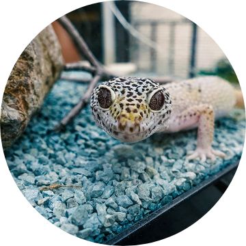 Gecko on sale pet store