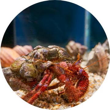 Hermit crab shop supplies near me