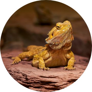 Bearded dragon outlet shop