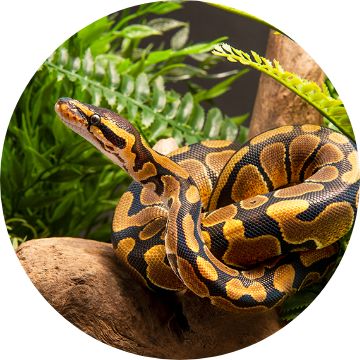 Petsmart clearance snake food