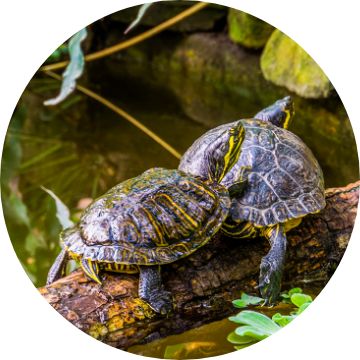 Petsmart hot sale live turtles