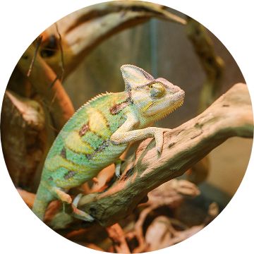 How to Parent a Chameleon