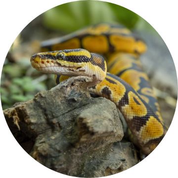 Ball best sale python petsmart