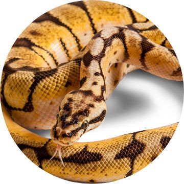 Petsmart best sale snake food