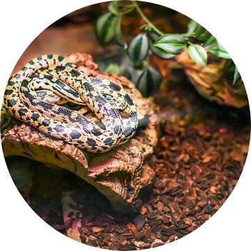 Pet snake outlet accessories