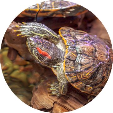 Reptile Store - Pet Turtle Supplies, Accessories, Products
