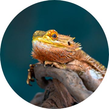 Bearded dragon accessories store shop