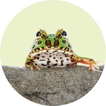 Reptile Store - Pet Frog Accessories, Supplies, Habitats