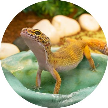 Leopard gecko for sale hot sale petsmart