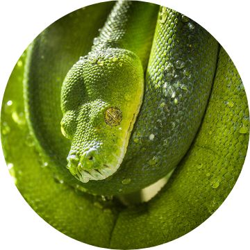 Python petsmart hot sale