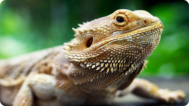 Bearded Dragon