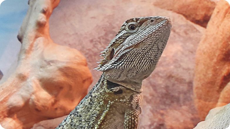 Image of a closeup bearded dragon in habitat