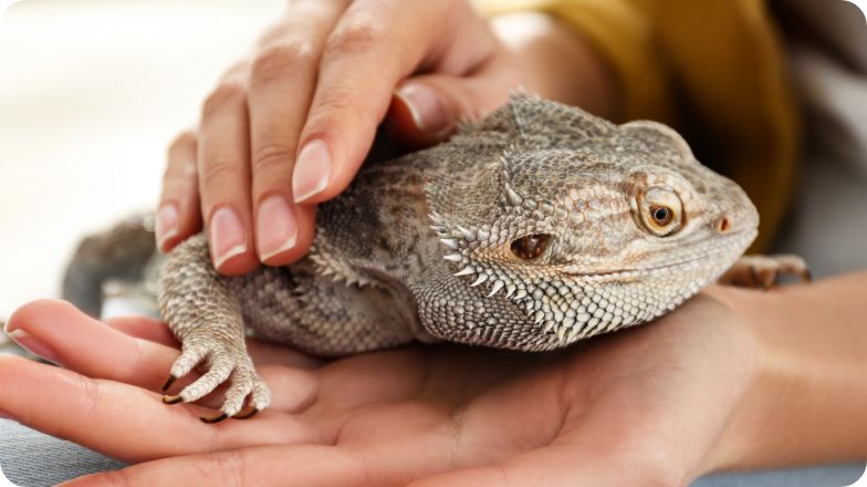Person handling bearded dragon