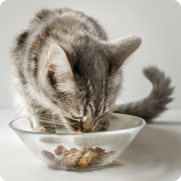 Petsmart cat clearance food bowls