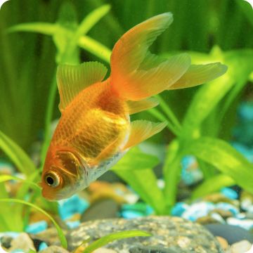 Petsmart fish sale shop 2019