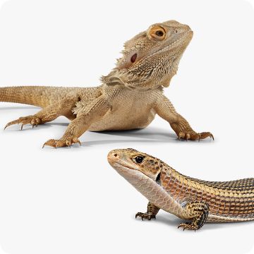 Bearded dragon 2024 cost petsmart