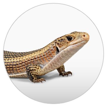Reptile Store - Reptile Tanks, Supplies, Food & More | PetSmart