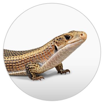 Pet supplies outlet plus lizards