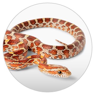 Petsmart reptiles deals