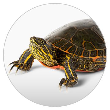 Petsmart reptiles deals