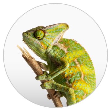 Iguana prices best sale at petsmart