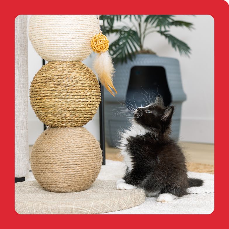 Pet Supplies, Accessories, and Pet Food - Pet Stores | PetSmart