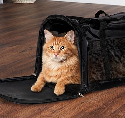 Cat grooming bag discount petsmart