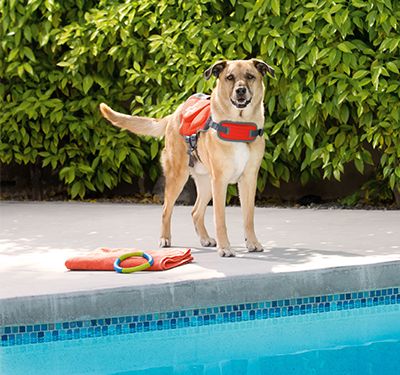 Safety Tips for Pets During a Heatwave PetSmart