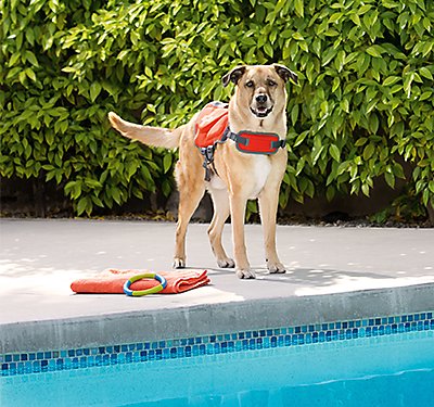 Safety Tips for Pets During a Heatwave