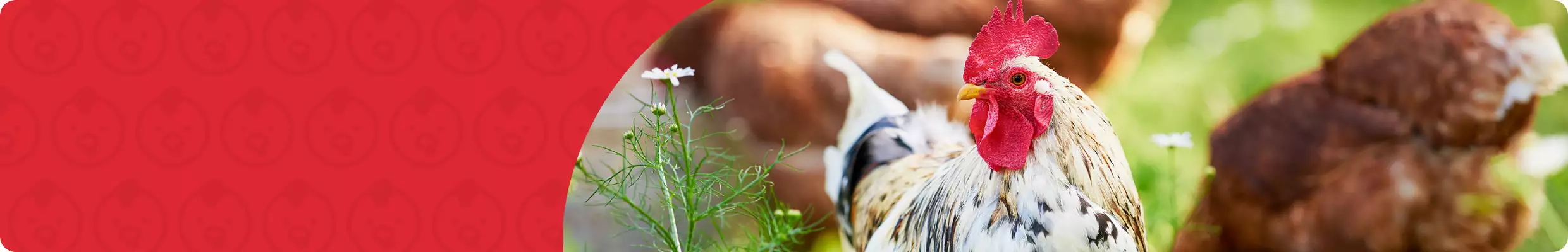 Closeup of Chicken in field image