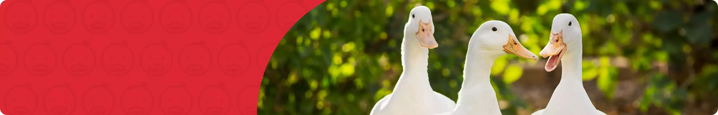 Image of three white ducks in foreground with green outdoor background