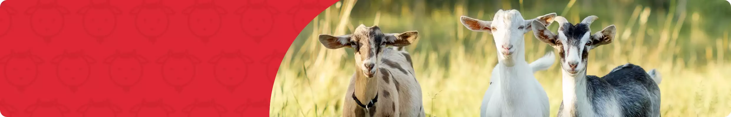 Trio of goats in foreground, light tan grass in background