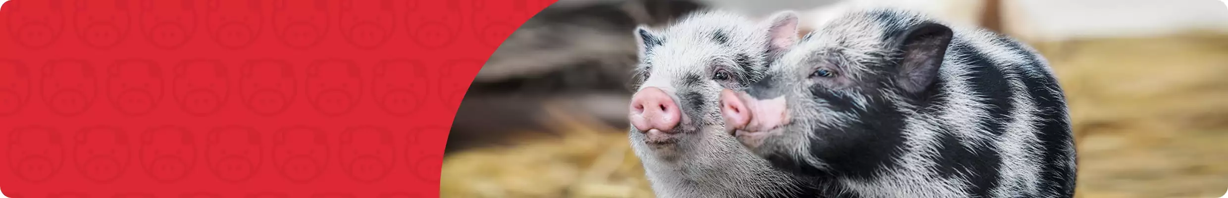 Closeup of two cute fuzzy piglets