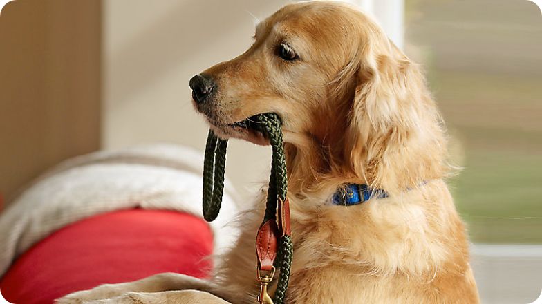 Dog with a leash in his mouth