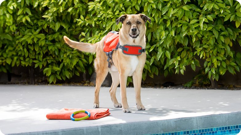 Dog standing by a pool wearing a lifejacket