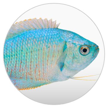 Fish ID Tag -  Canada