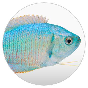 Fish Supplies: Fish Tanks, Aquariums, Bowls, Food & More