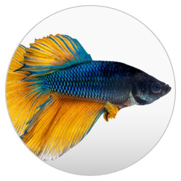 Pet Fish - Live Shrimp, Barb, Goldfish, Minnows, Betta & Cichlids